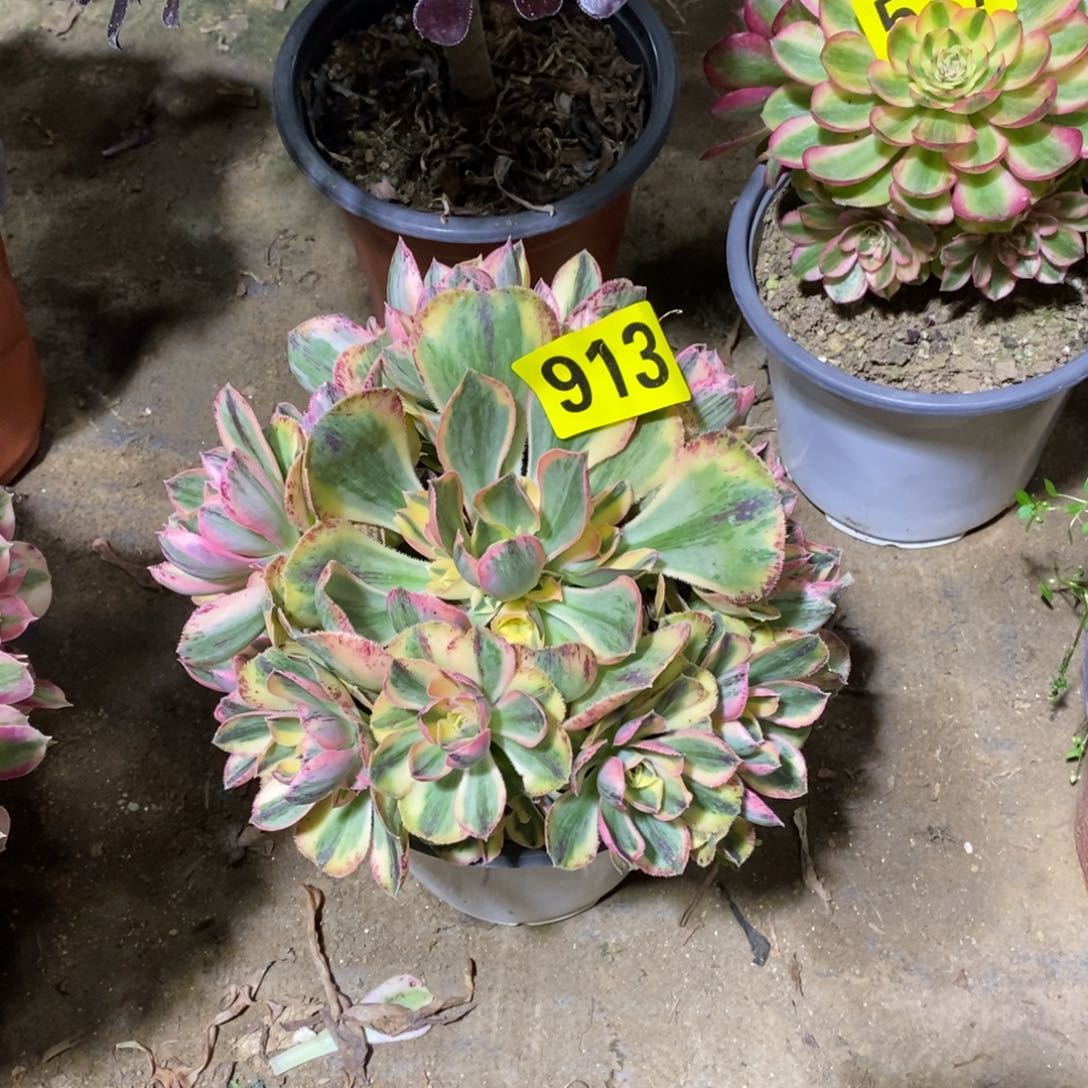 青花瓷多肉法师913