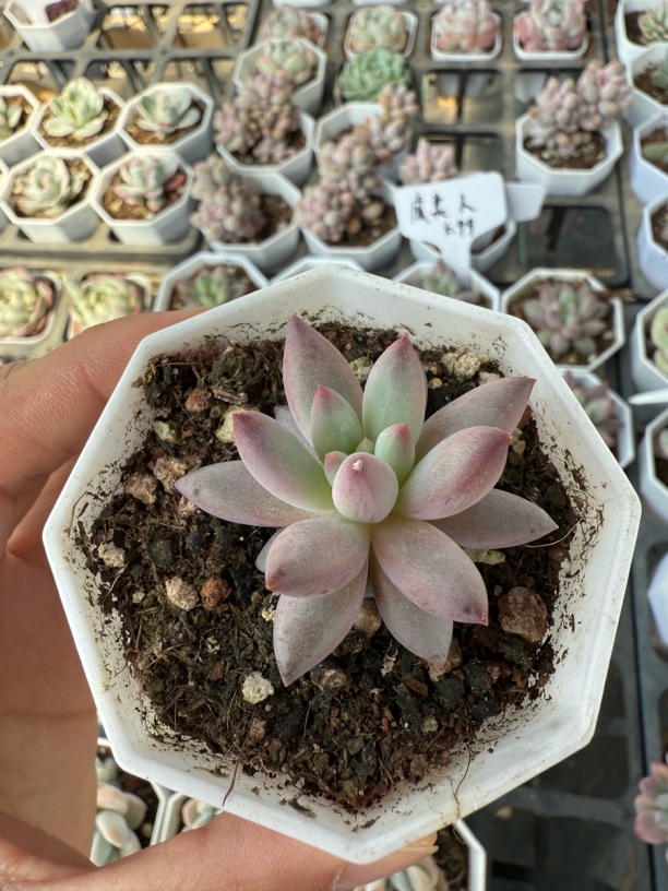 精品虞美人多肉植物