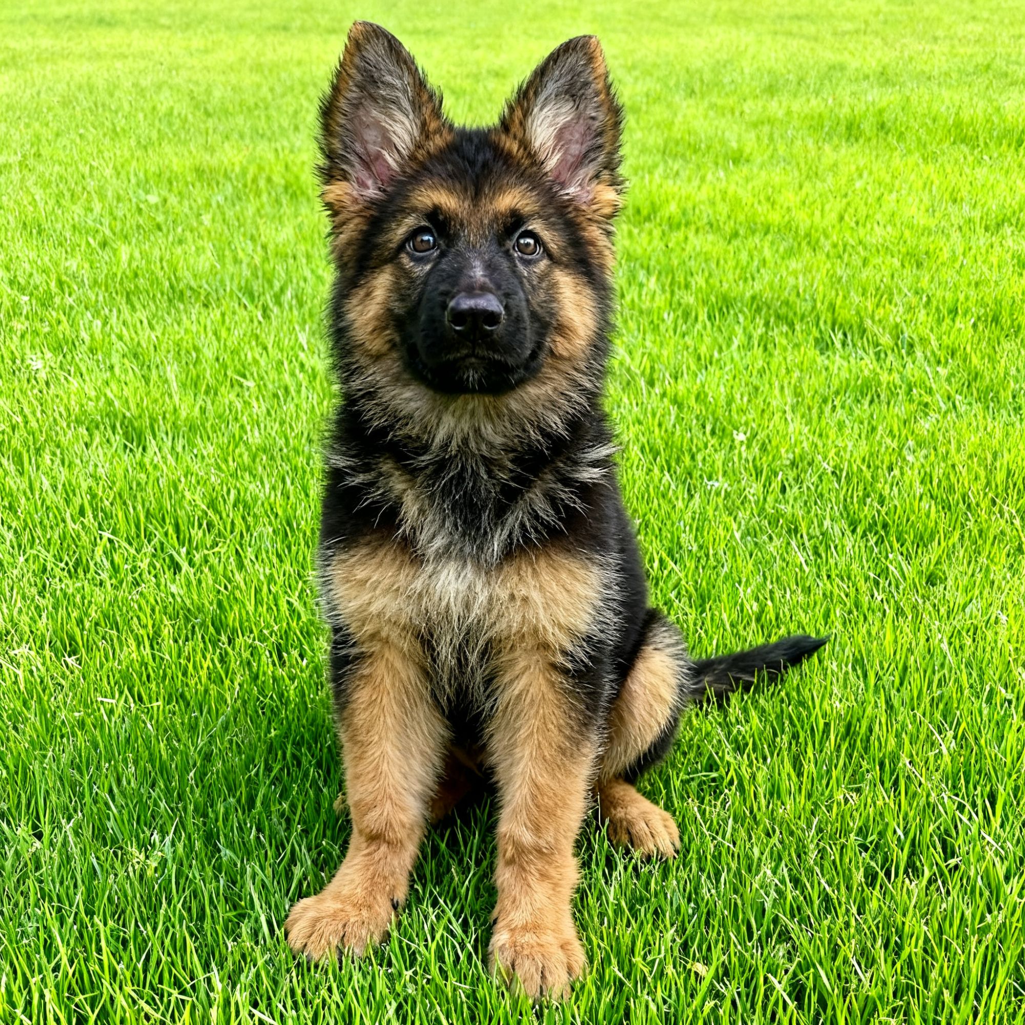 德牧幼犬幼崽高智商德国牧羊犬工作犬警犬活物看家狼狗狼狗宠物狗