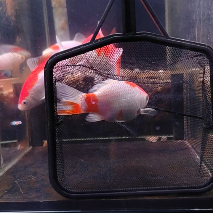 金鱼短尾草金冷水鱼