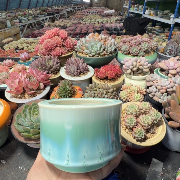 特价花盆满50发货内口9