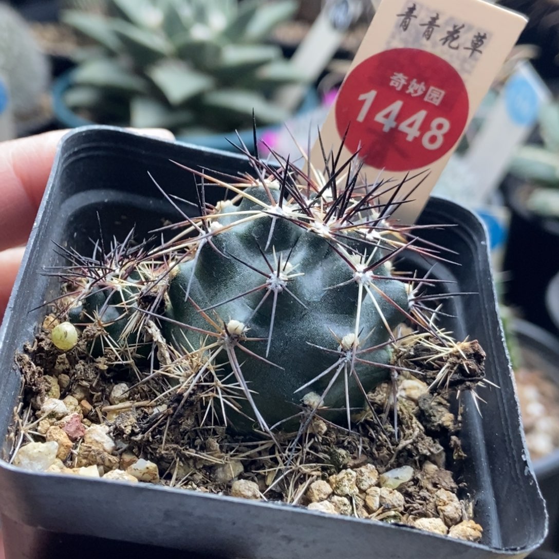 实生双头达氏青花虾一棵