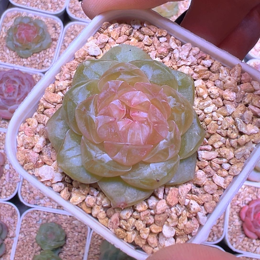 冰菓单头一物一拍