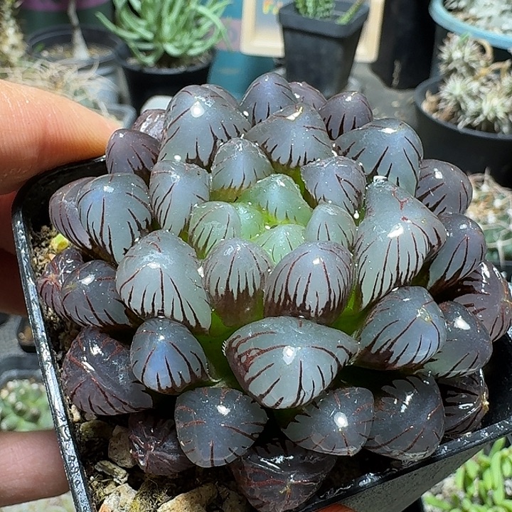 594美国冰灯玉露带盆