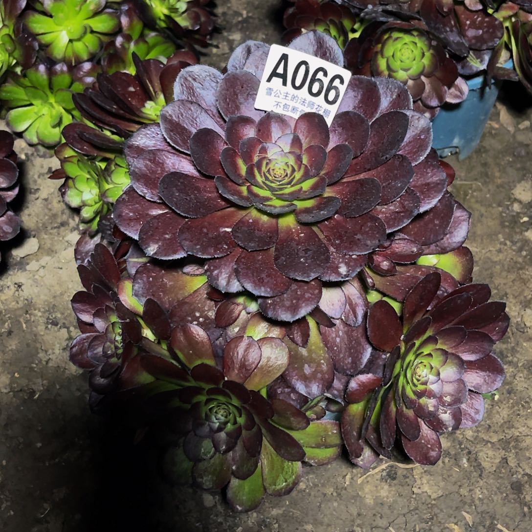 法师法师16-1包邮法师