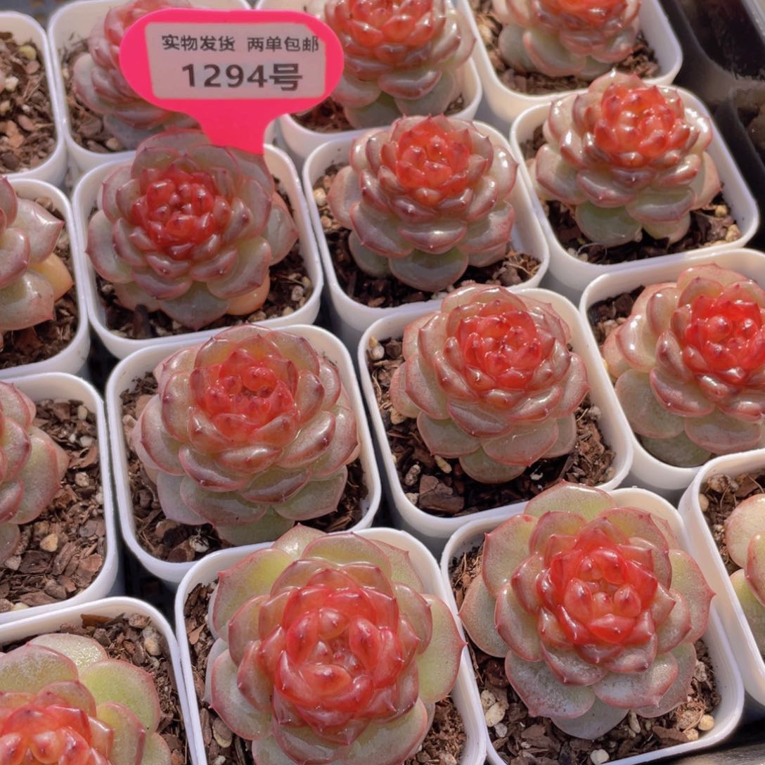 1294号 焦糖云朵珍妮单头一个