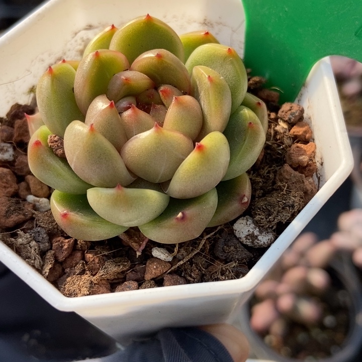 1657莱拉珍妮多肉植物保护