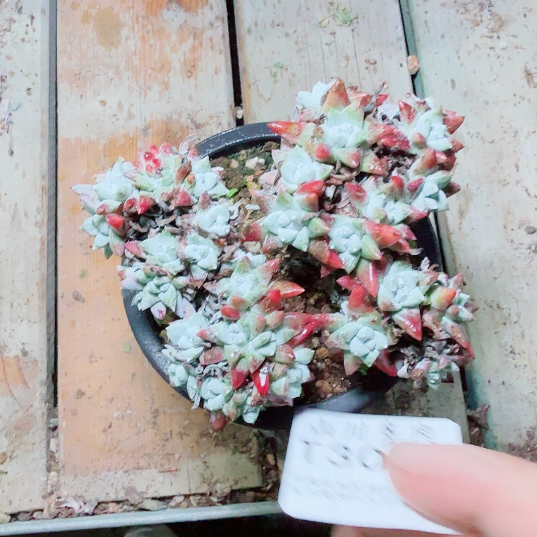 3071白菊仙女杯多肉