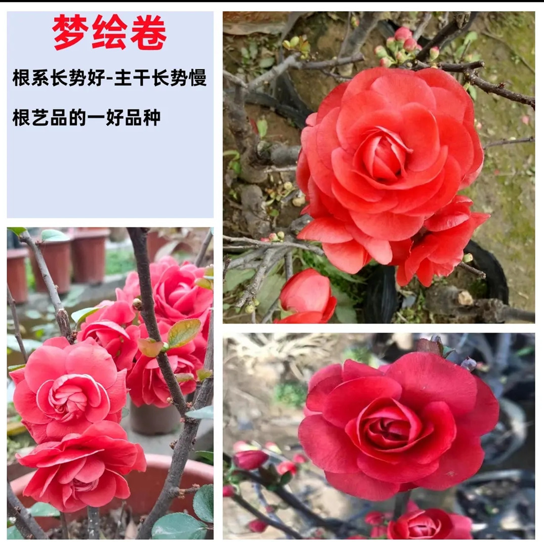 福袋送梦绘卷一颗
