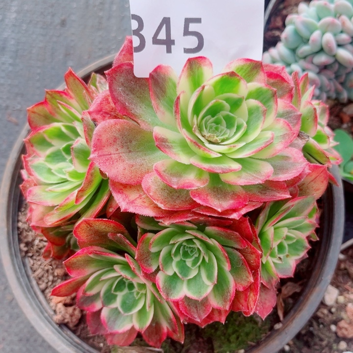 海鲜特价多肉发货