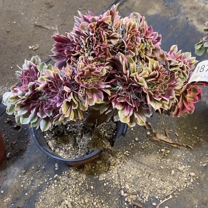 女巫多肉断头不包1871