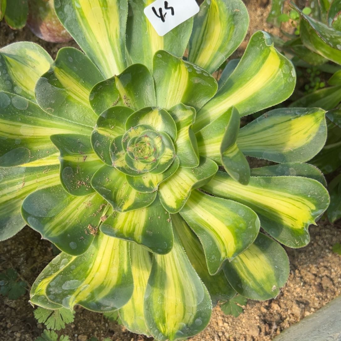 43暴君多肉植物一