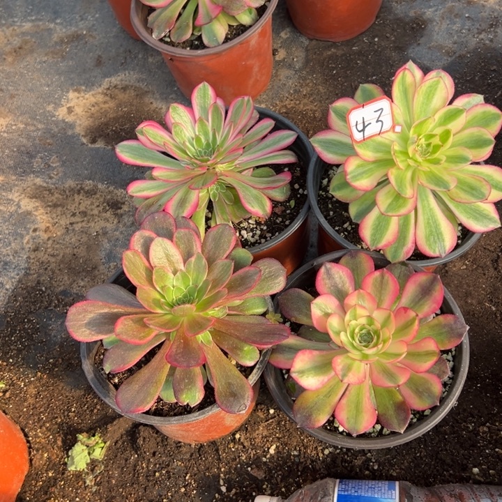 多肉植物43不售后