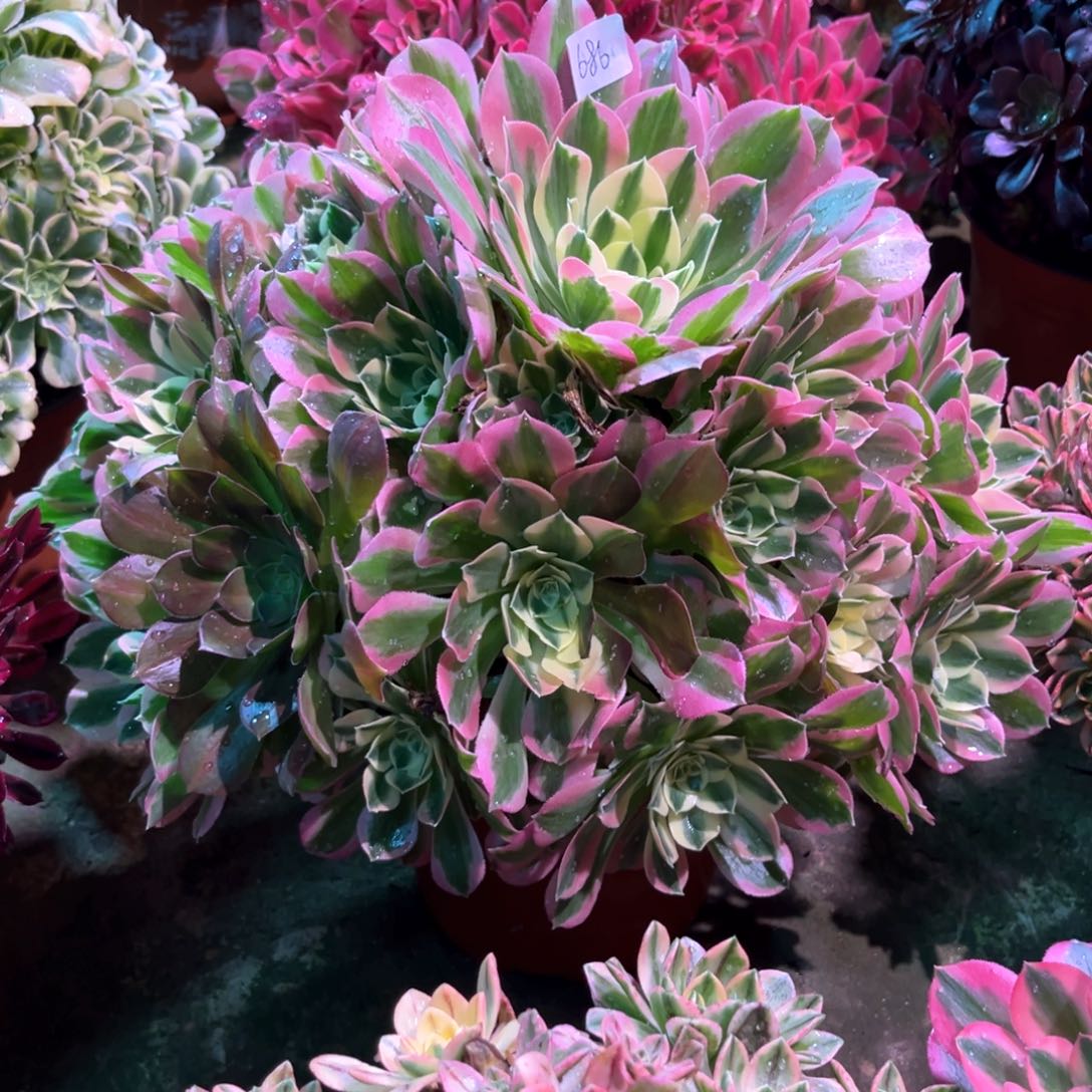 多肉植物白凤686