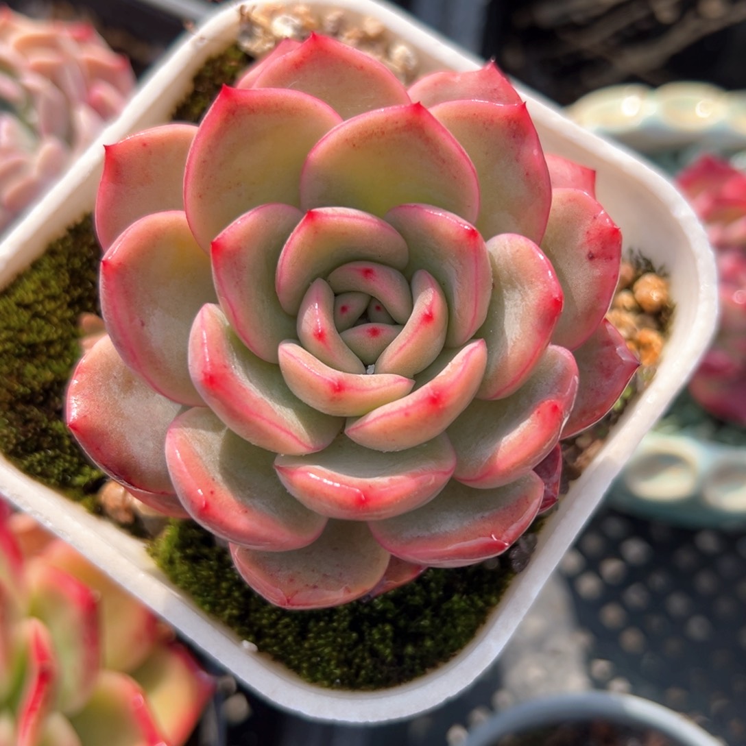 粉格林（满38包邮）多肉