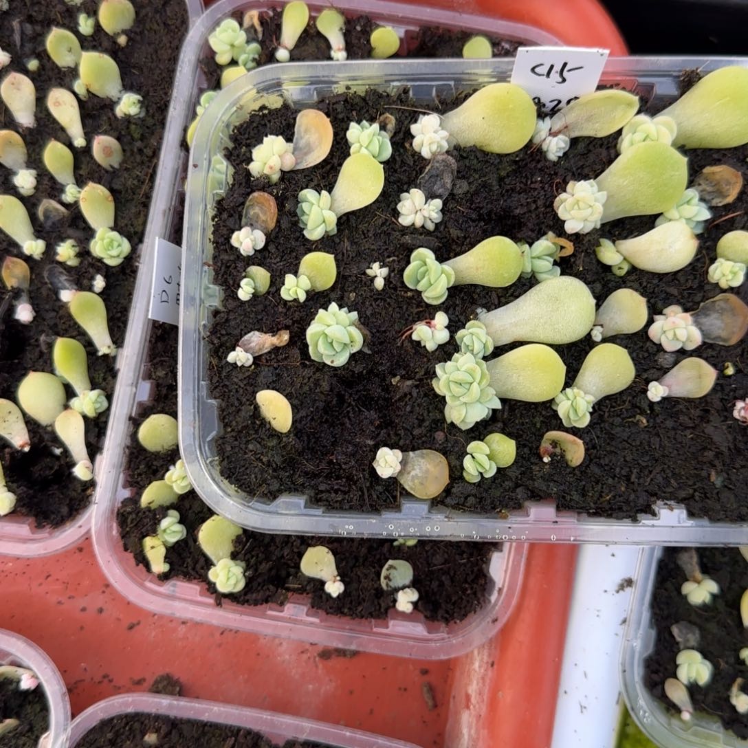 C15 芝麻穴1个满25包邮