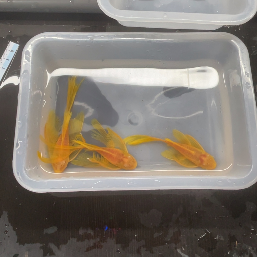 清道夫鱼大帆一公俩母开箱视频报损