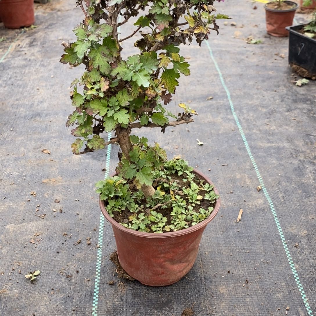 用***长无花朵盆景盆景20