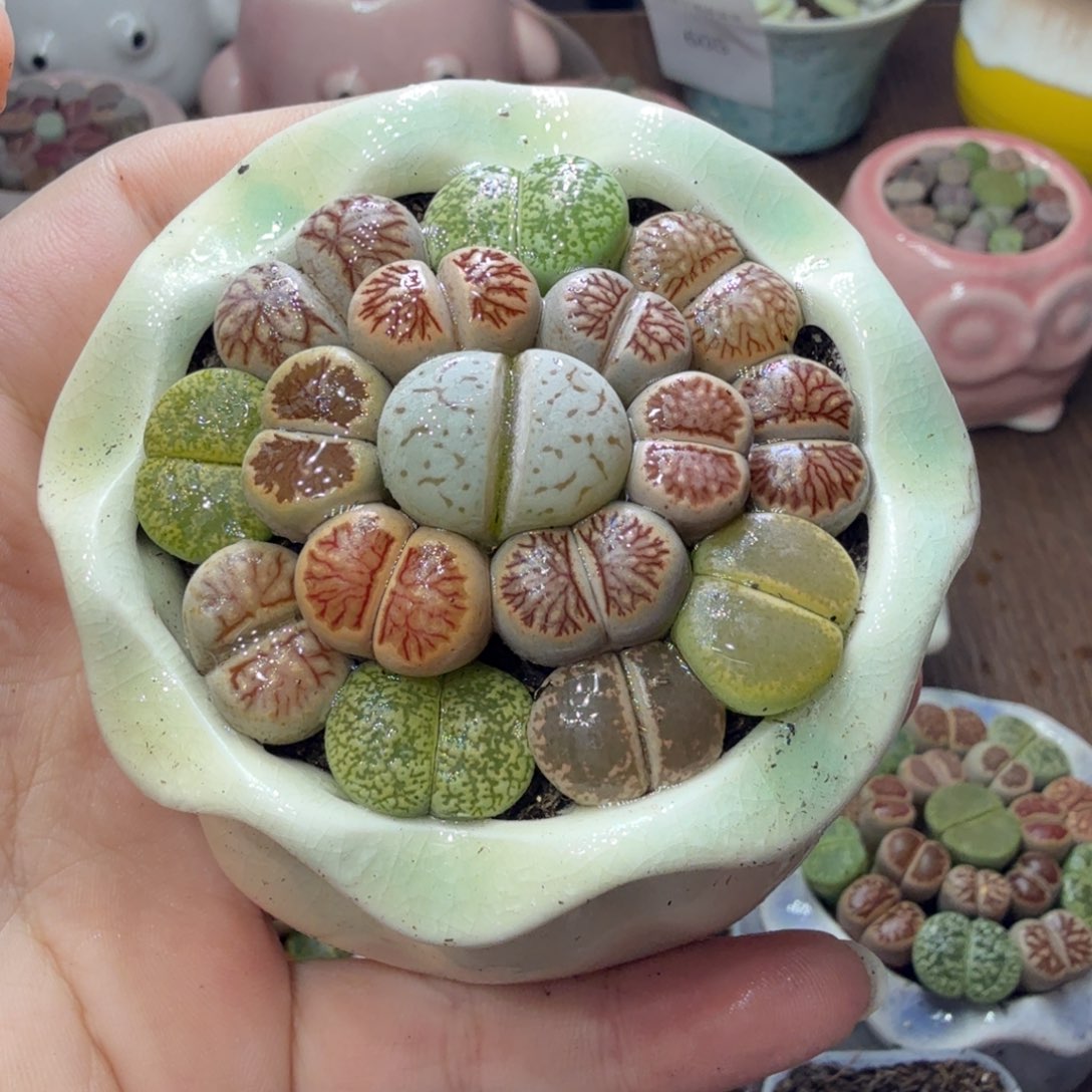 多肉葡萄的季节性635