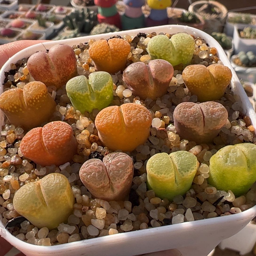 532多肉植物组合