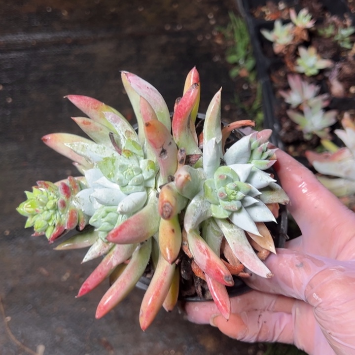 962哈哈哈哈哈哈哈哈