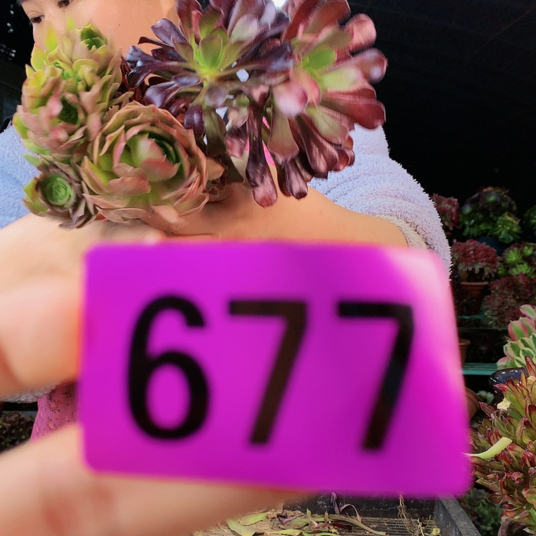 ssssssssssssssssssssssssss677