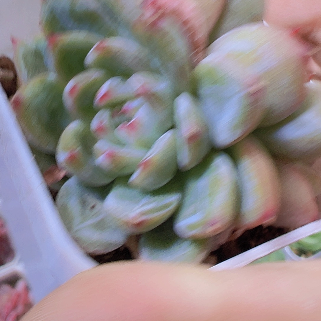 双头雪花珍妮6.5厘米盆