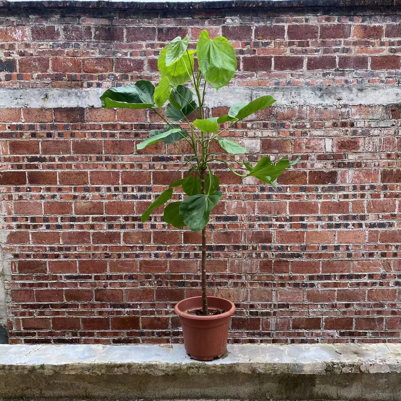 巴西椰子哈密柿苗多果香味抗寒易管理丰产南北方