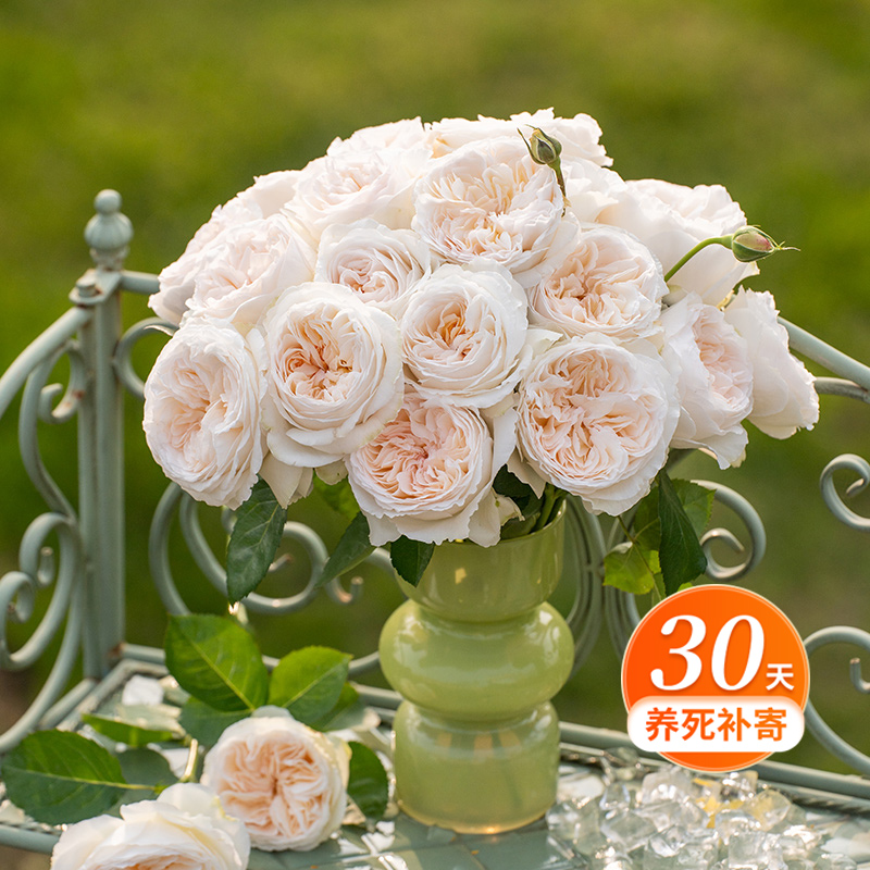 天狼月季 月笼沙 自育月季 多季杂交茶香浓香月季盆栽苗