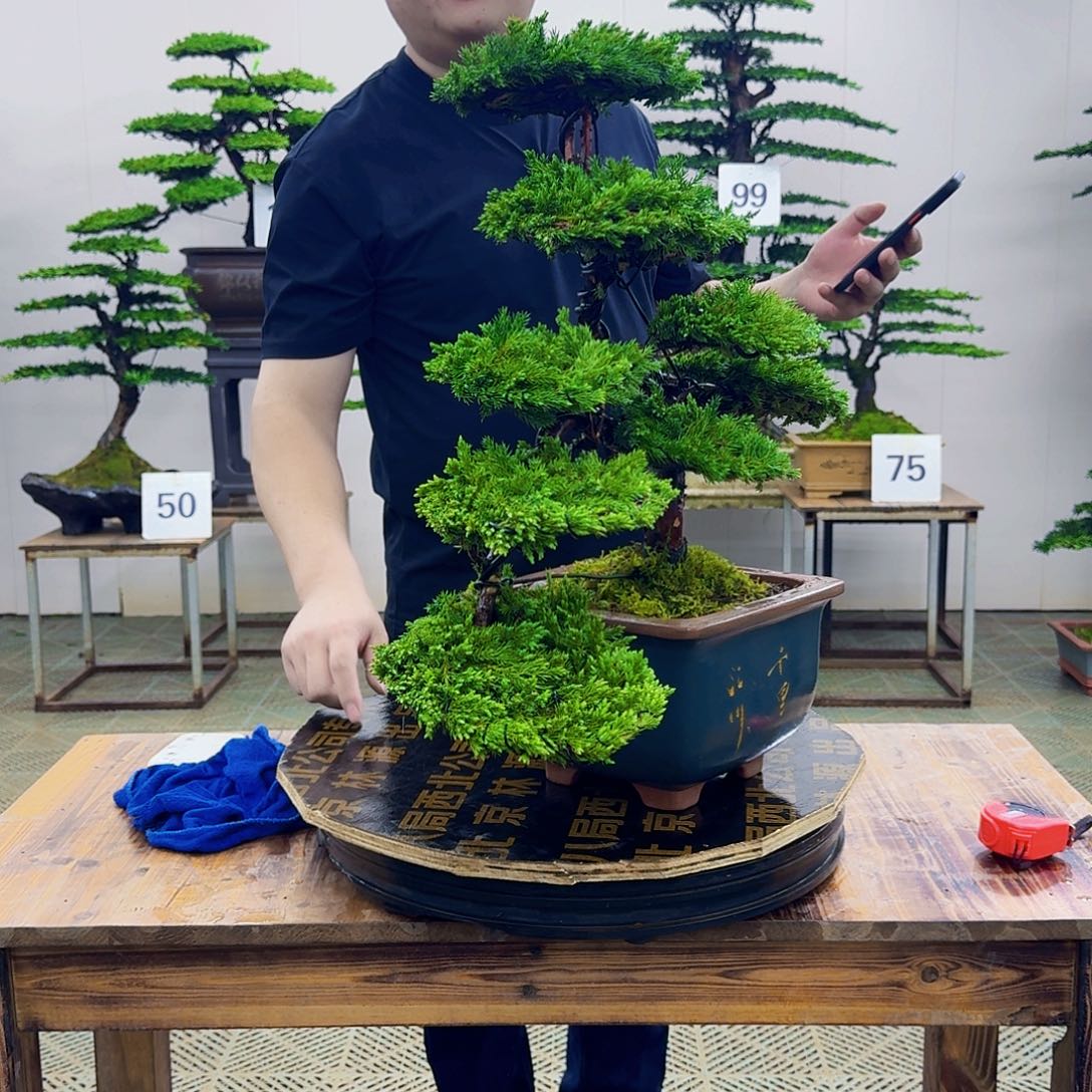 柏树造型盆景盆景