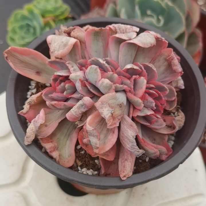 包菜家族的蓝玫瑰白覆轮锦缀化