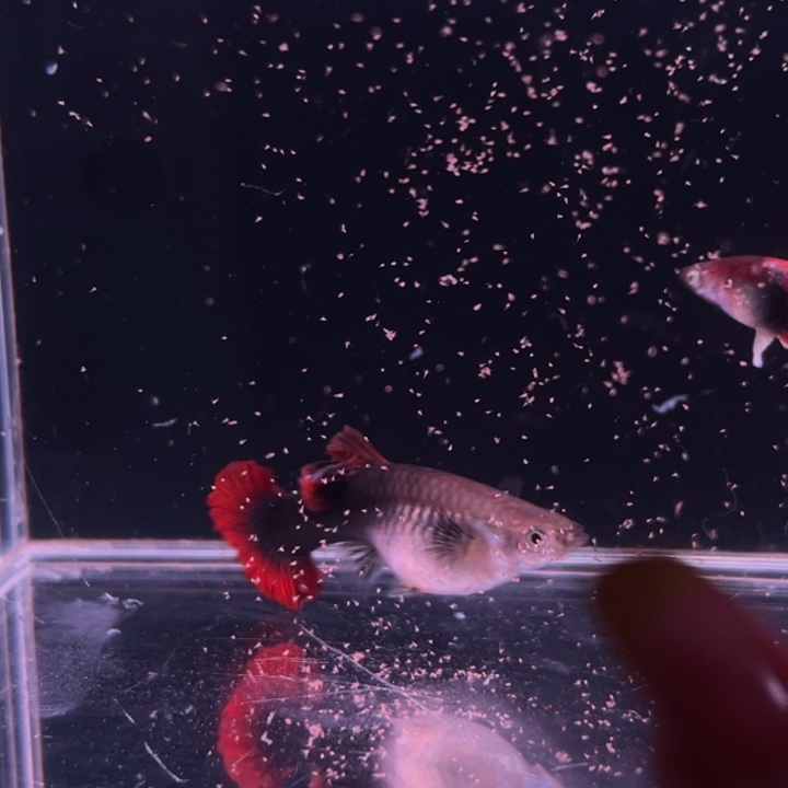 孔雀鱼爆绒折扇种鱼1对