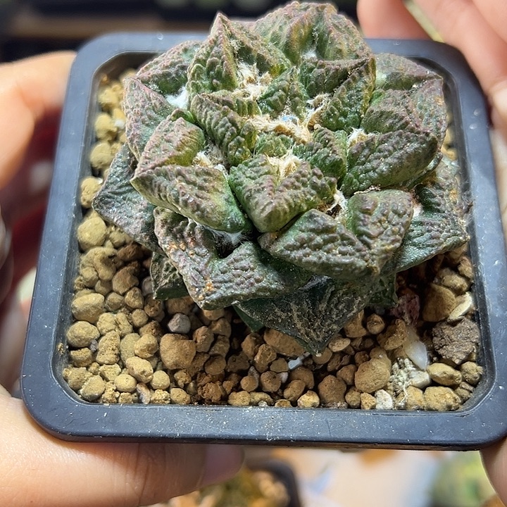 19号自根龟甲连山紫姬7.2公分