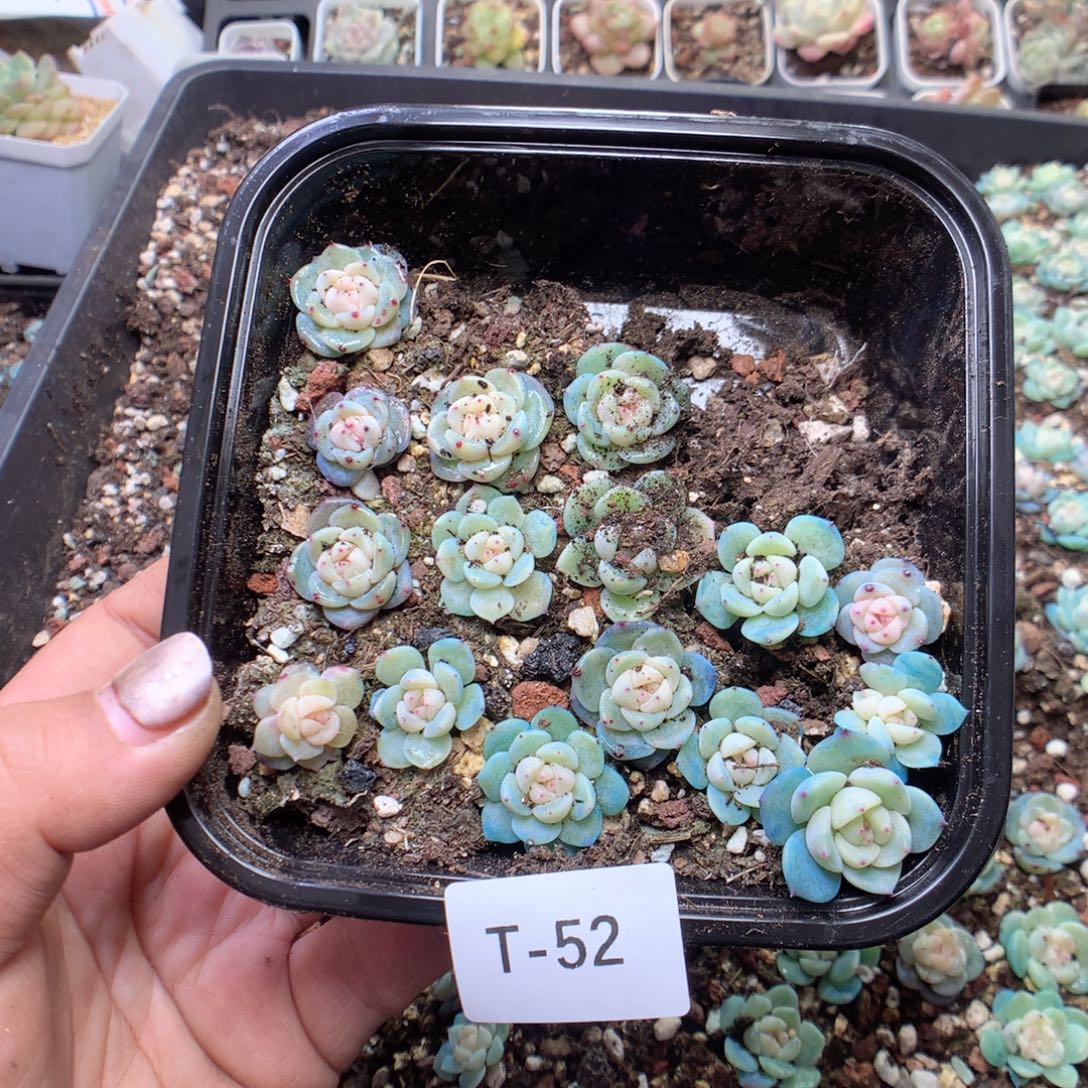 无花朵T52谷雨英语