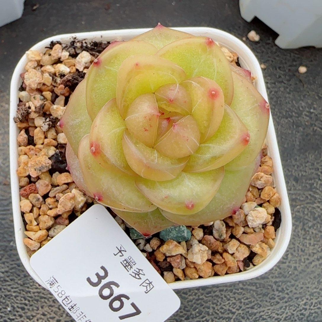 灵泽珍妮，3667多肉植物