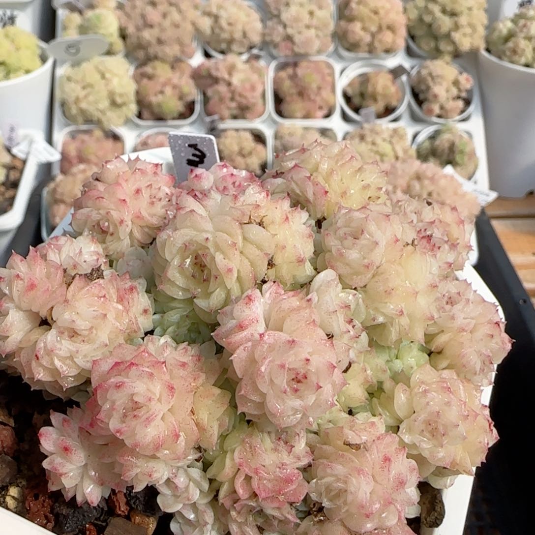 【闪购商品】0217-113（m1-455-3）。