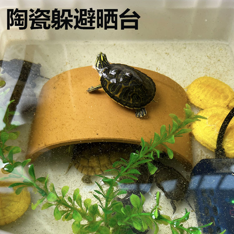 乌龟躲避晒台屋晒背陶瓷休息台