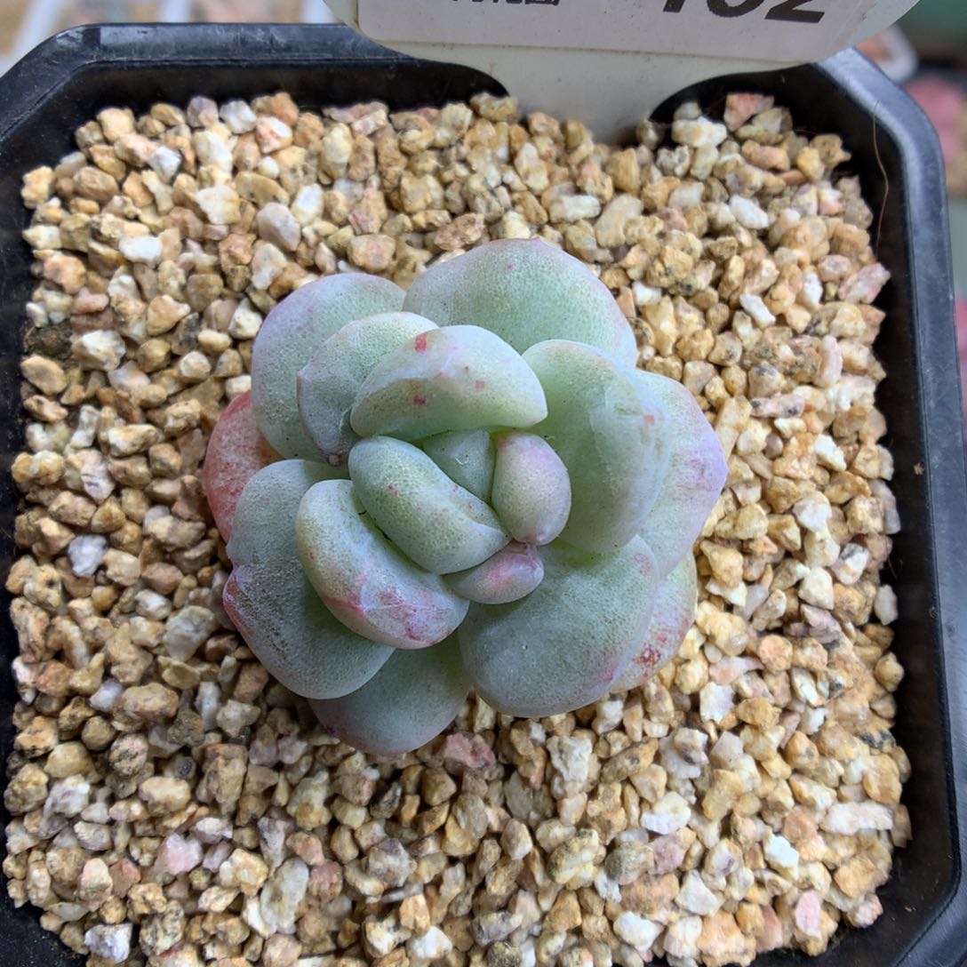 462冰玉石化灭心多肉植物