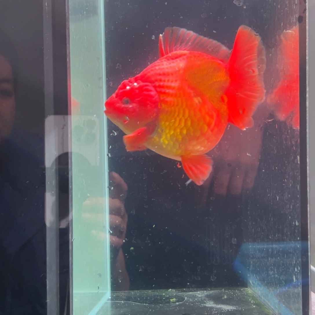 金鱼8888888888888888888888