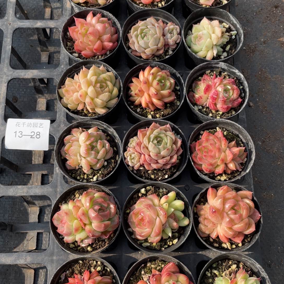 一物一拍18颗13-28