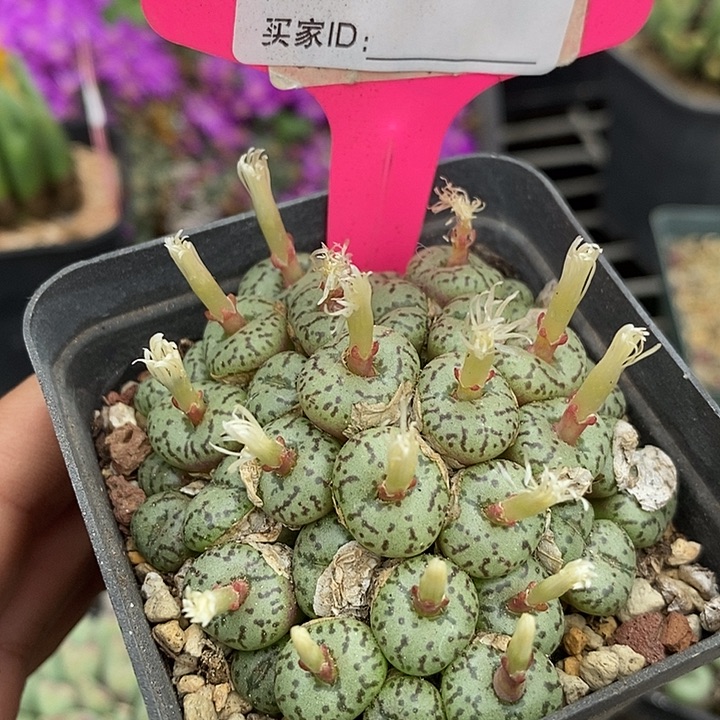 这种事真的不能跟745