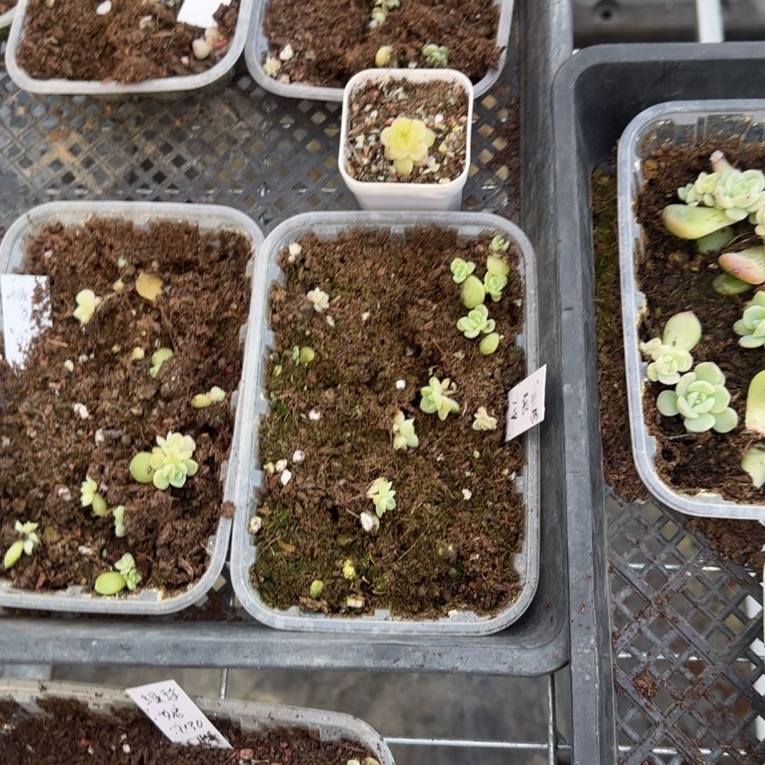 绿珍妮穴一个满25包邮