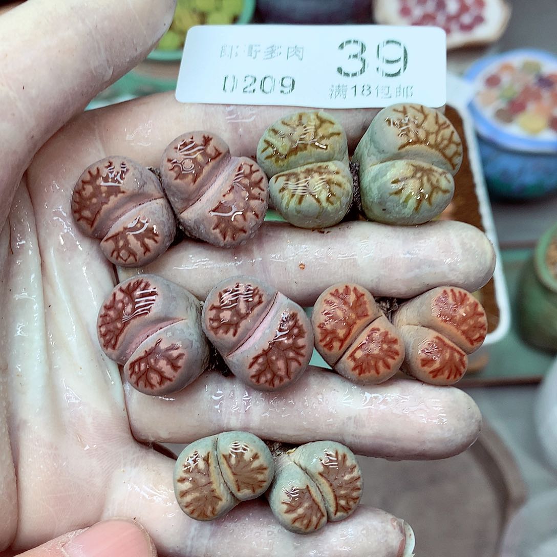 郎哥多肉生石花9-39