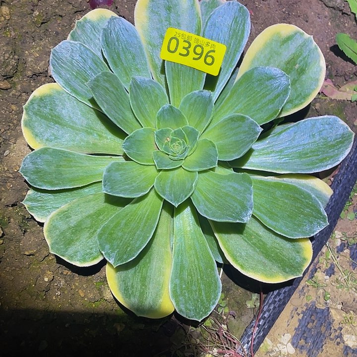 0396香炉盘黄白拉丝多肉植物