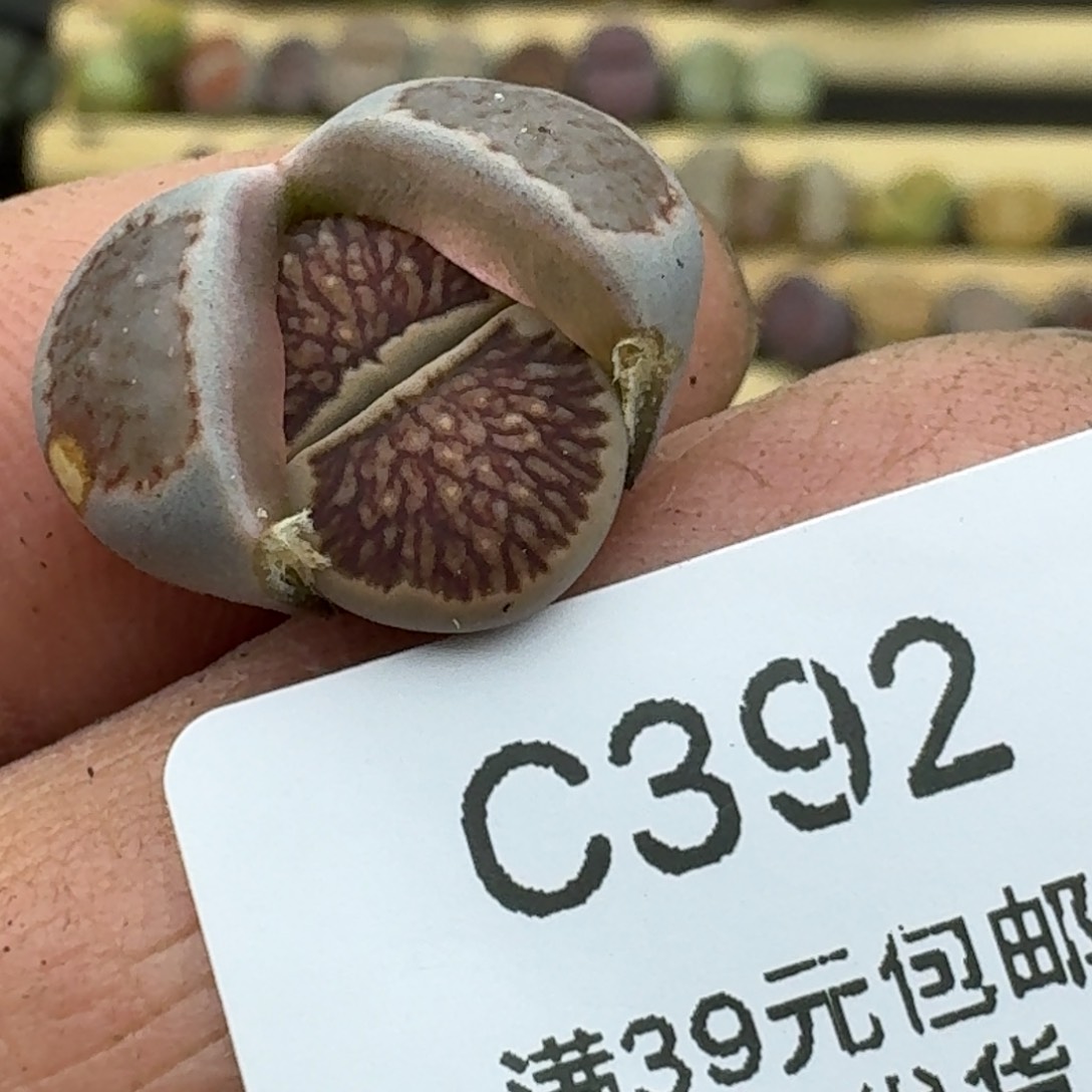 392哈哈哈哈哈哈哈哈哈