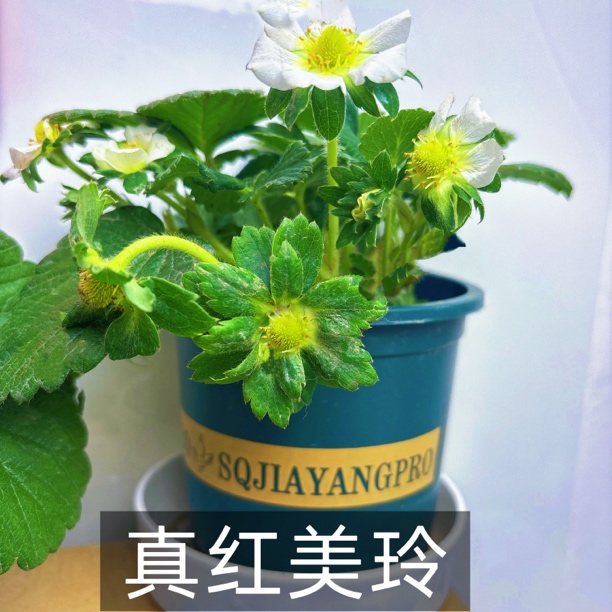 『真红美玲』带盆带土带花带果草莓苗阳台种植好养净化空气
