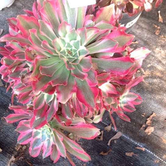 多肉植物女巫250