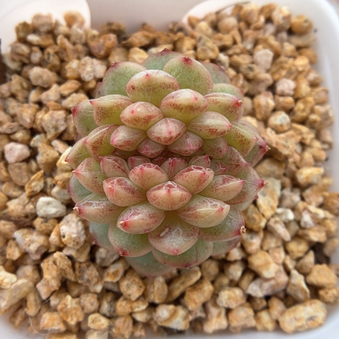 乌梅子酱缀化可拍758号。