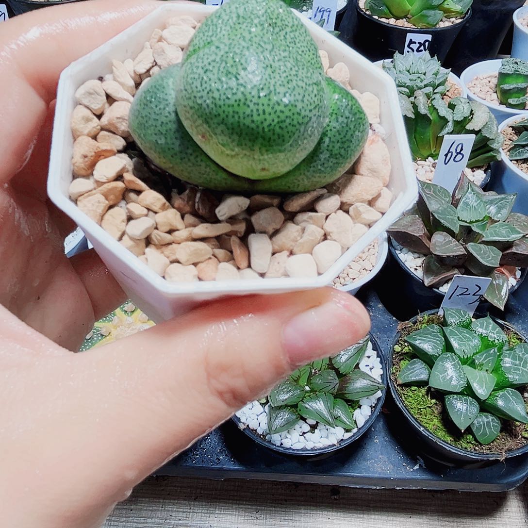 元宝多肉植物新手好养