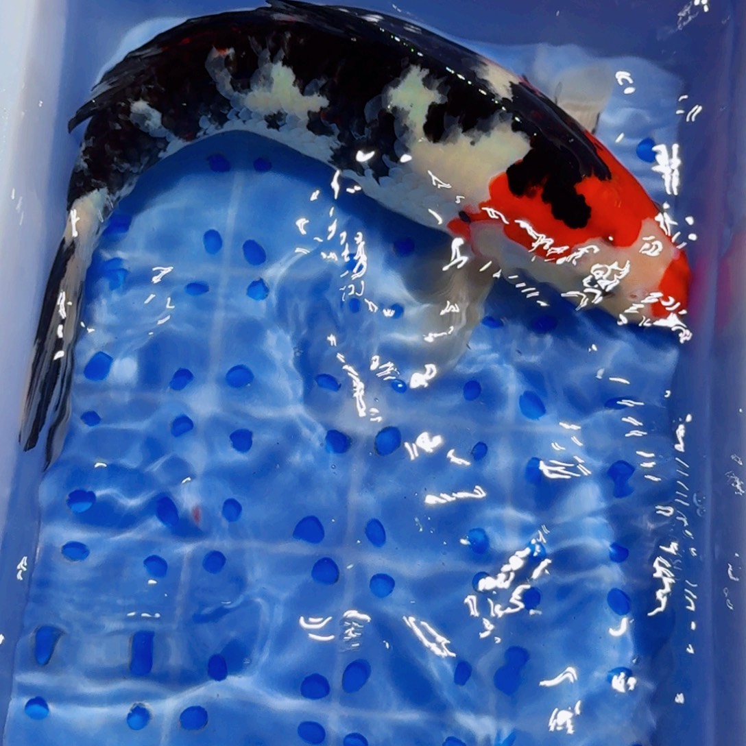 锦鲤精品甄选血统锦鲤